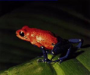 image.