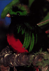 image.